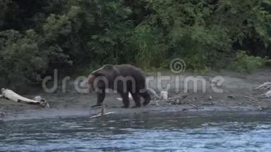 野生的、可怕的、饥饿的棕熊沿着河岸散步，四处寻找红鲑鱼